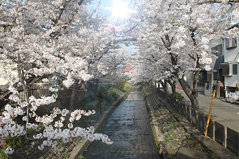 橋からの桜