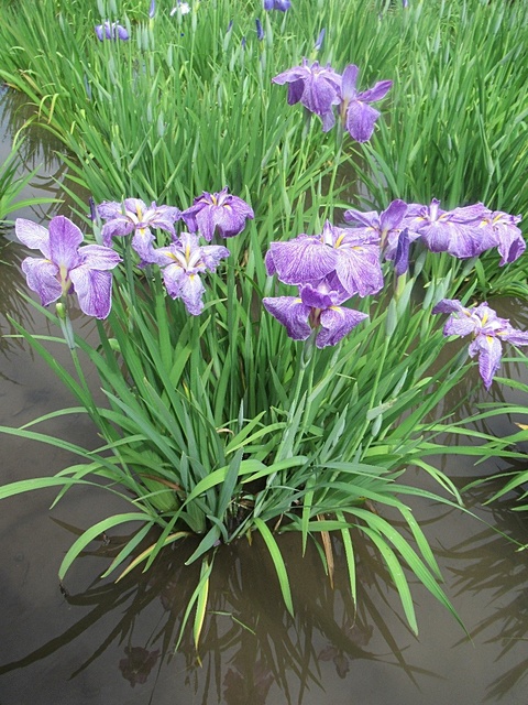 紫の菖蒲